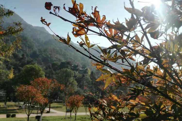 【双12特惠、芋你相遇】桂林动车3天跟团游、訾洲象鼻山、乌桕滩赏红枫、银子岩、兴坪古镇、徒步遇龙河风光、阳朔西街